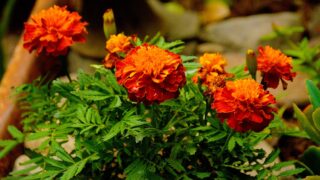 関西 厳選15選 大型園芸店 大きいガーデニング用品店 店舗情報一覧 店舗情報局